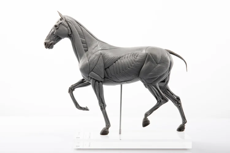 Horse 1:10 Anatomy PVC sculpture