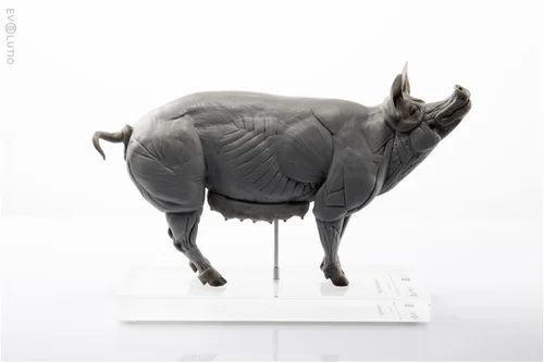 Pig 1:8 PVC Anatomy