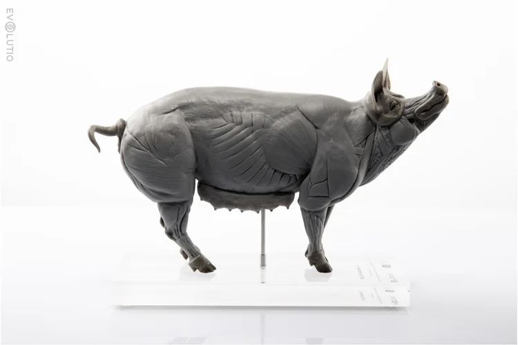 Pig 1:8 Anatomy PVC sculpture
