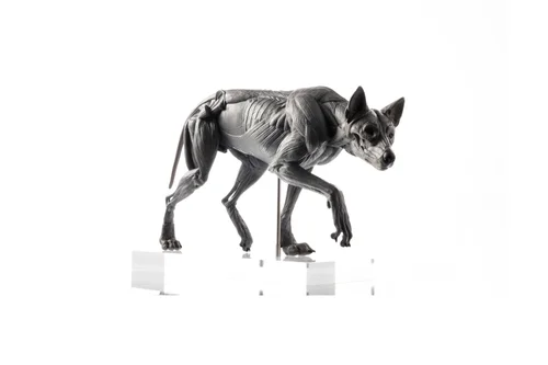 Wolf 1:8 Anatomy PVC