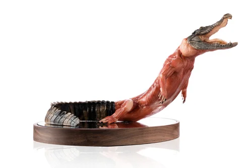 Crocodile 1:5 Anatomy V3