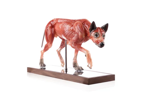 Wolf 1:5 Anatomy Medical