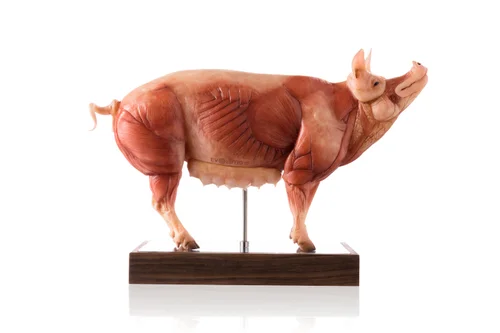 Pig 1:5 Anatomy Medical