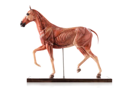 Horse 1:6 Anatomy Medical
