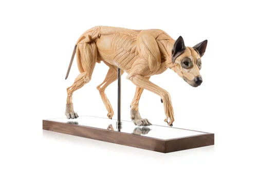 Wolf 1:5 Anatomy Antique