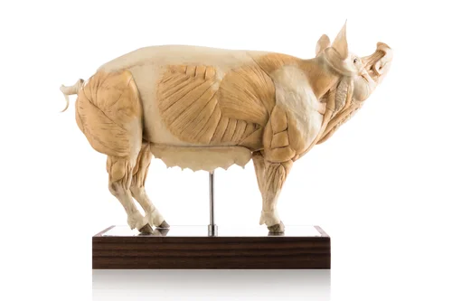 Pig 1:5 Anatomy Antique