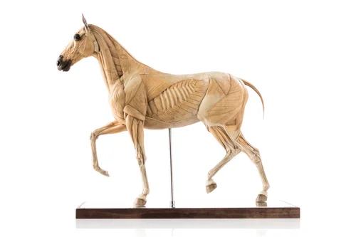 Horse 1:6 Anatomy Antique