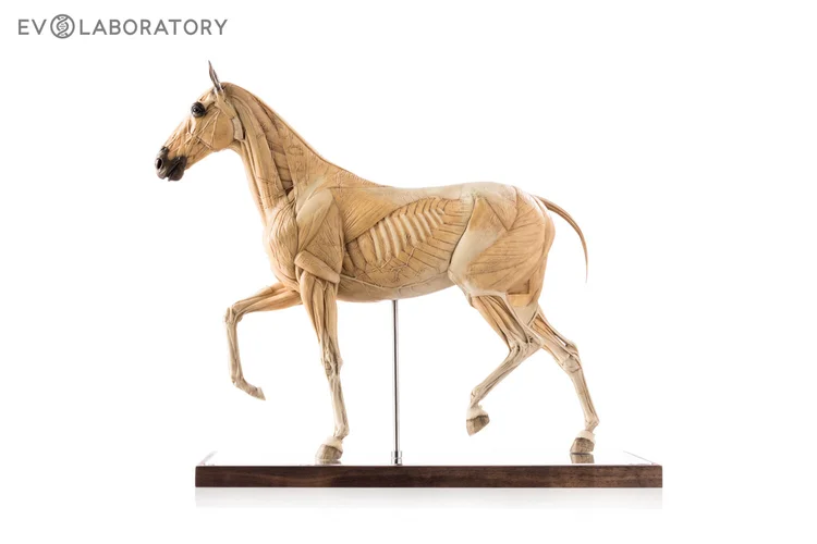 Horse 1:6 Anatomy Antique
