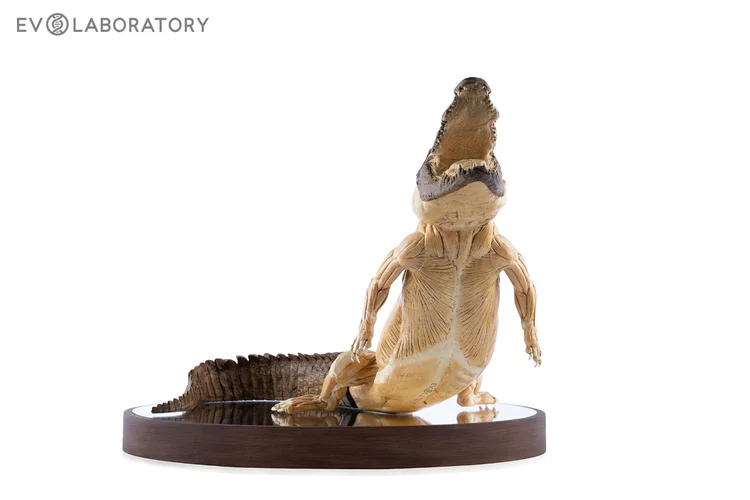 Crocodile 1:5 Anatomy Antique