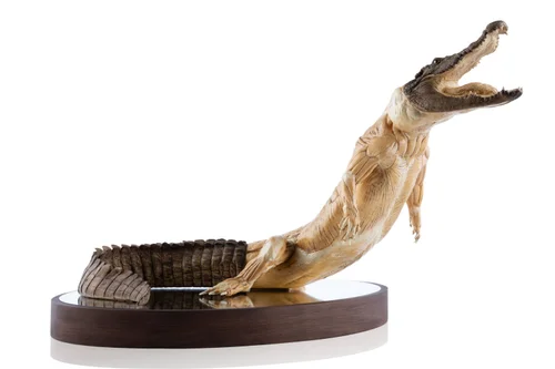 Crocodile 1:5 Anatomy Antique