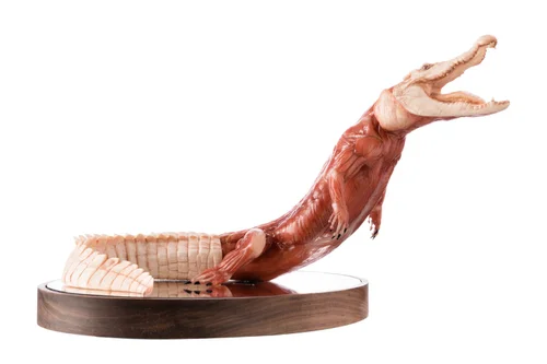 Crocodile 1:5 Anatomy Albino