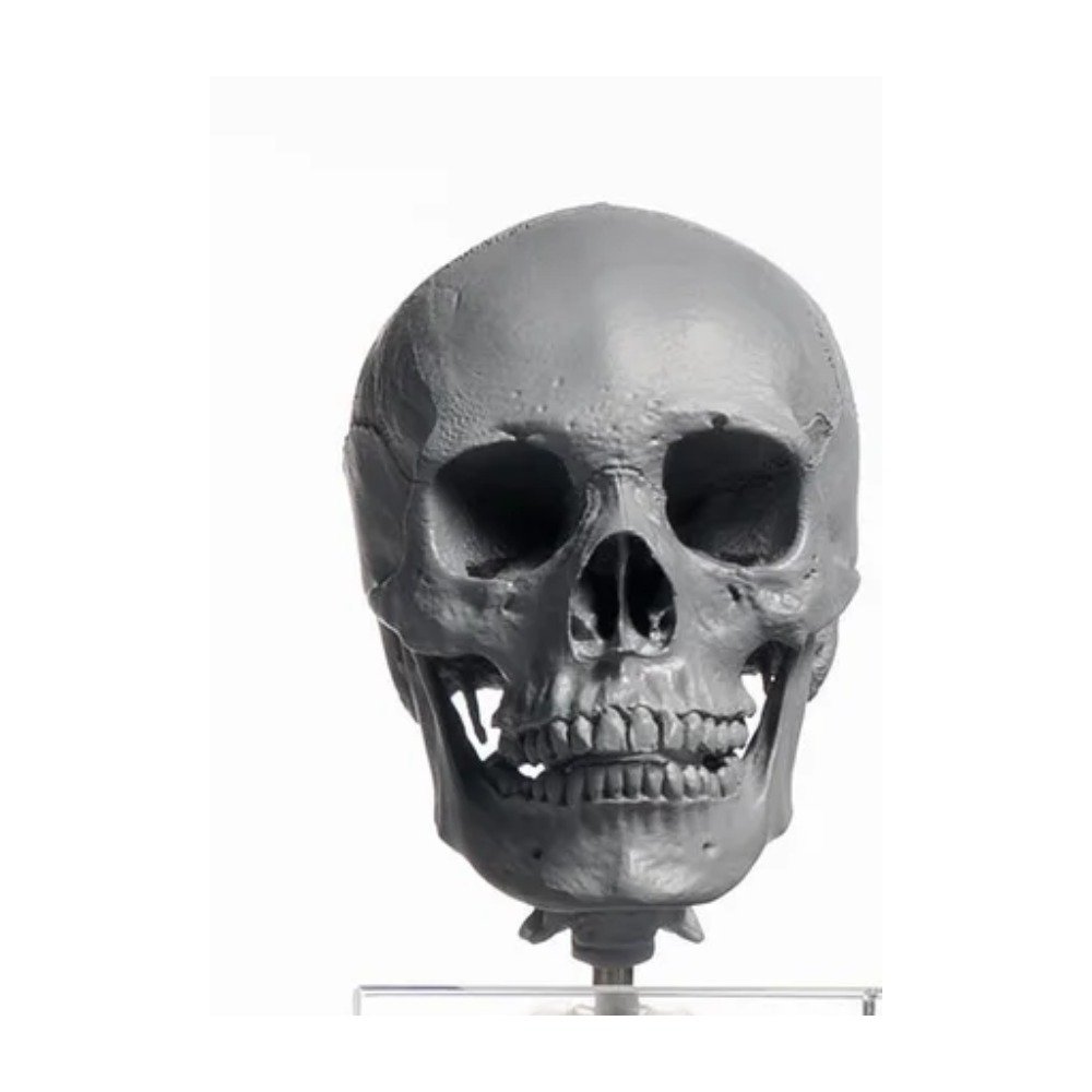 Human Skull 1/3 — African Female