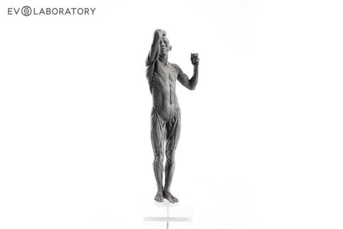 Human Male 1:7 Anatomy PVC