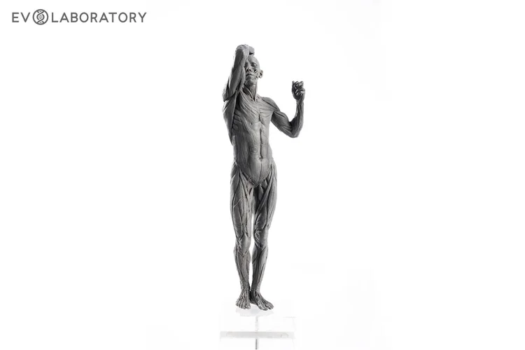Human Male 1:7 Anatomy Age of Bronze