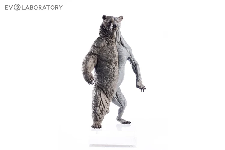 Grizzly Bear 1:12 Anatomy PVC sculpture