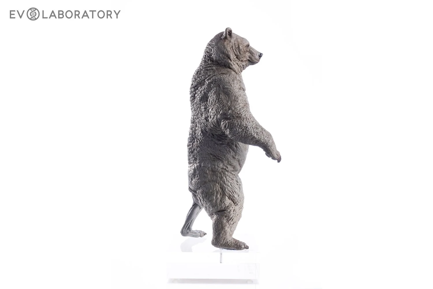 Grizzly Bear 1:12 Anatomy PVC — EVOLABORATORY