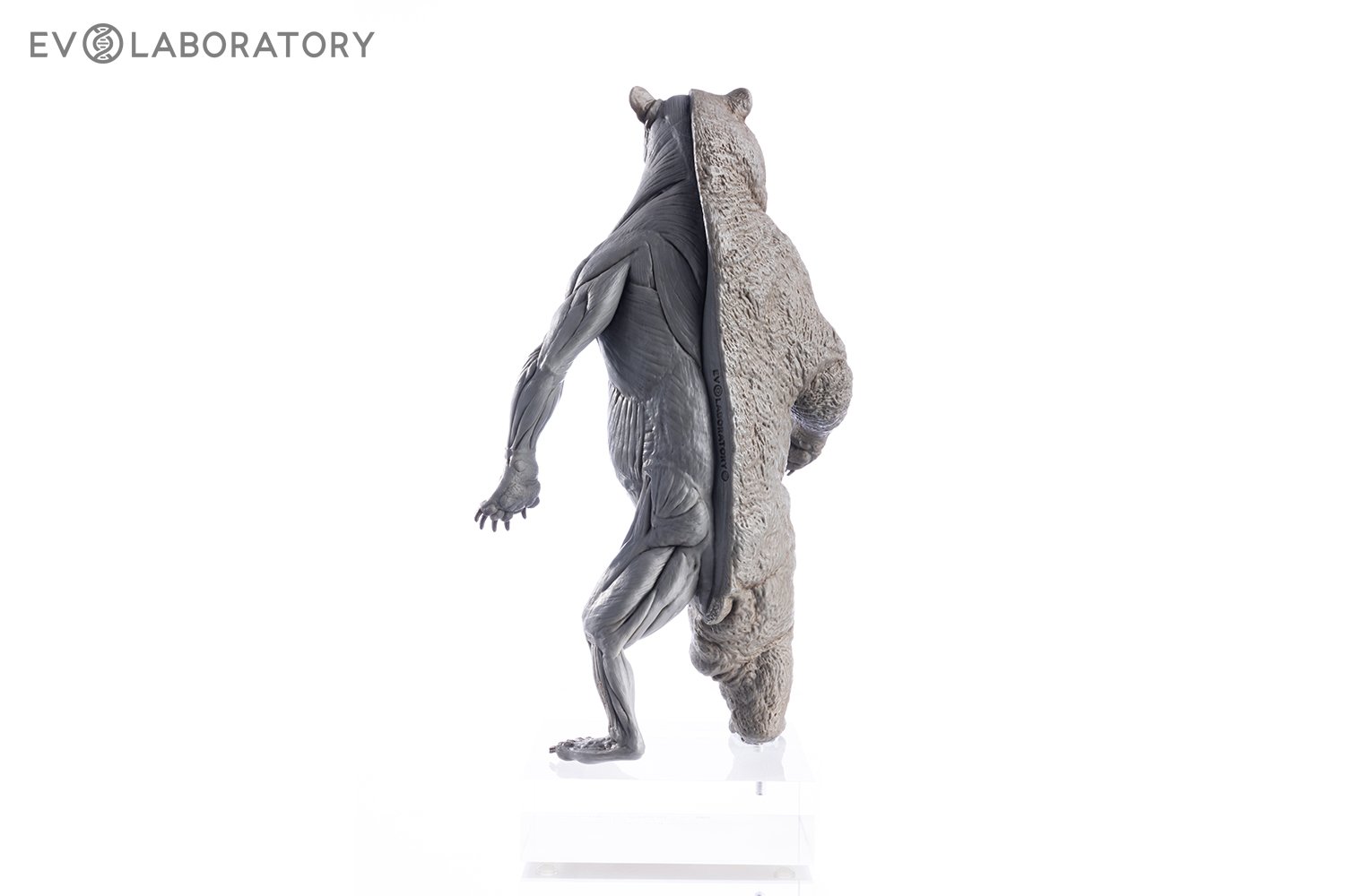 Grizzly Bear 1:12 Anatomy PVC — EVOLABORATORY