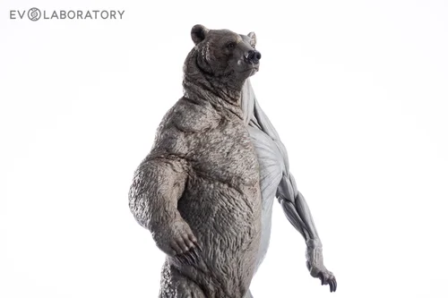 Grizzly Bear 1:12 Anatomy PVC