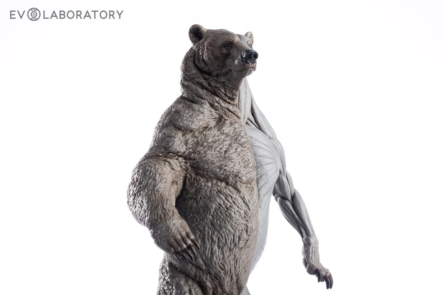 Grizzly Bear 1:12 Anatomy PVC — EVOLABORATORY