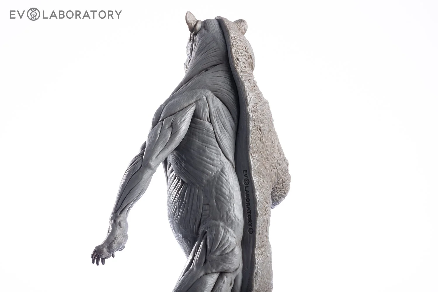 Grizzly Bear 1:12 Anatomy PVC — EVOLABORATORY