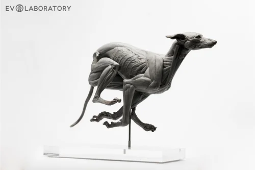 Greyhound 1:6 Anatomy PVC