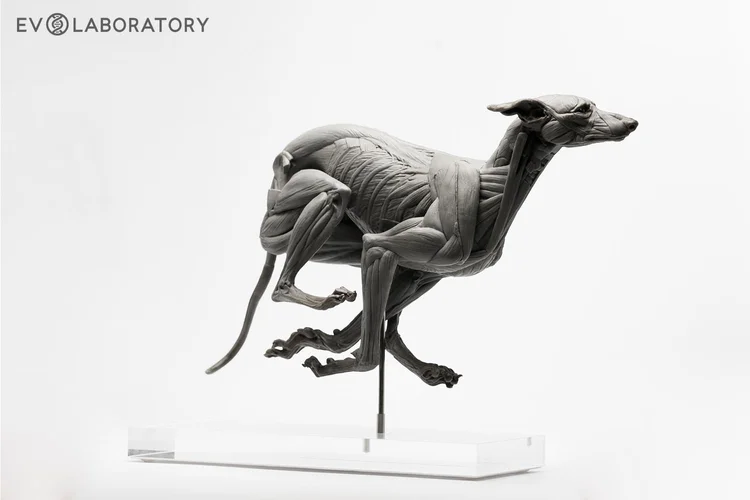 PVC Anatomy Collection