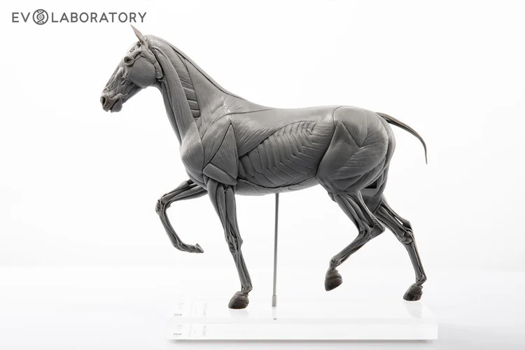 Horse 1:10 Anatomy PVC