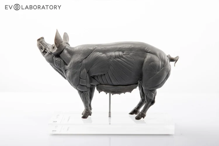 Pig 1:8 Anatomy PVC