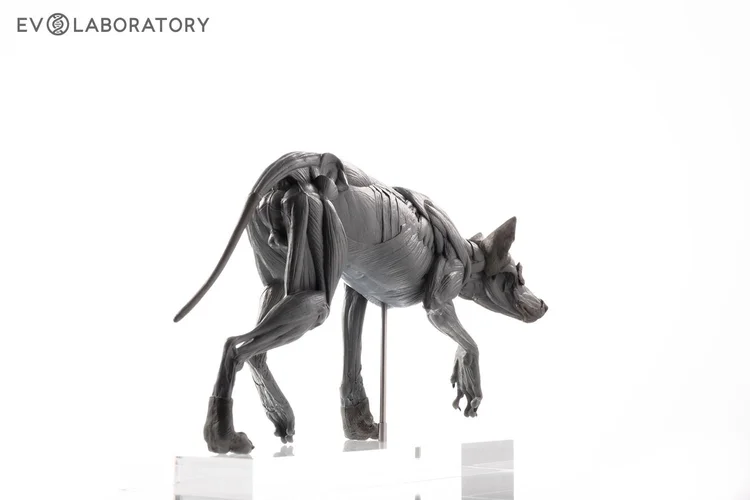 Wolf 1:8 Anatomy PVC