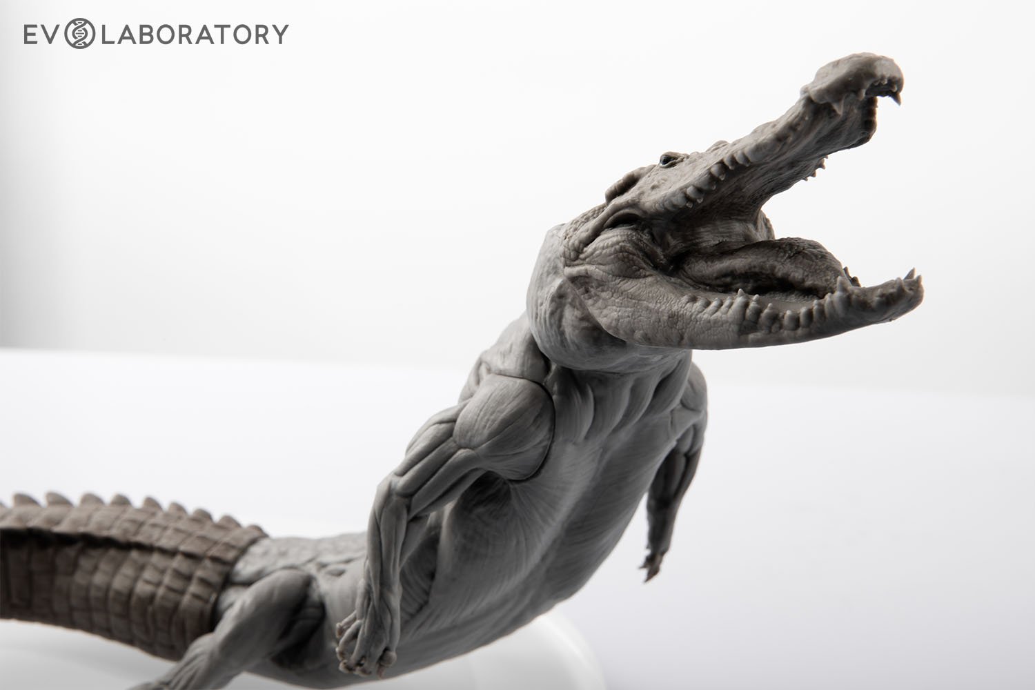 Crocodile 1:8 Anatomy PVC — EVOLABORATORY