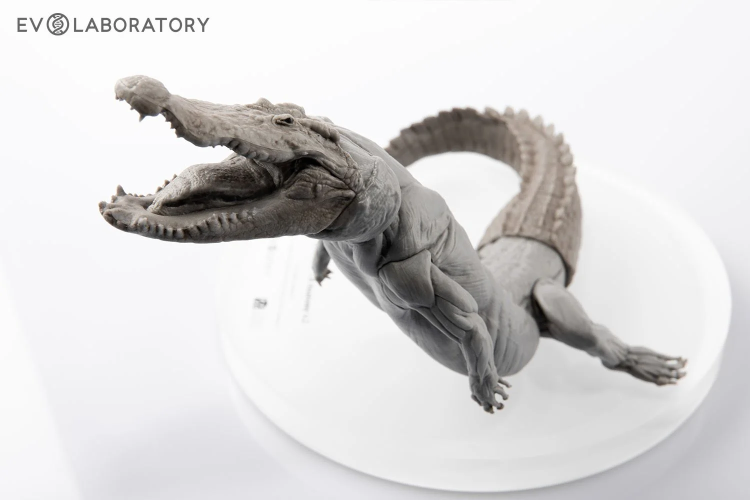 Crocodile 1:8 Anatomy PVC — EVOLABORATORY