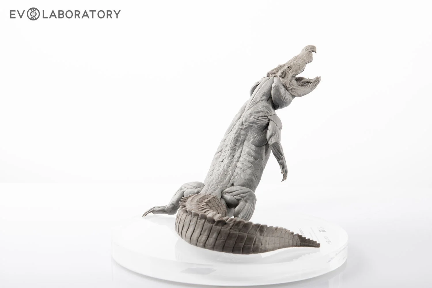 VM Crocodile 1:8 Anatomy v.2 ワニ　フィギュア VM Crocodile 1:8 Anatomy v.2 ワニ フィギュア 【公式通販】