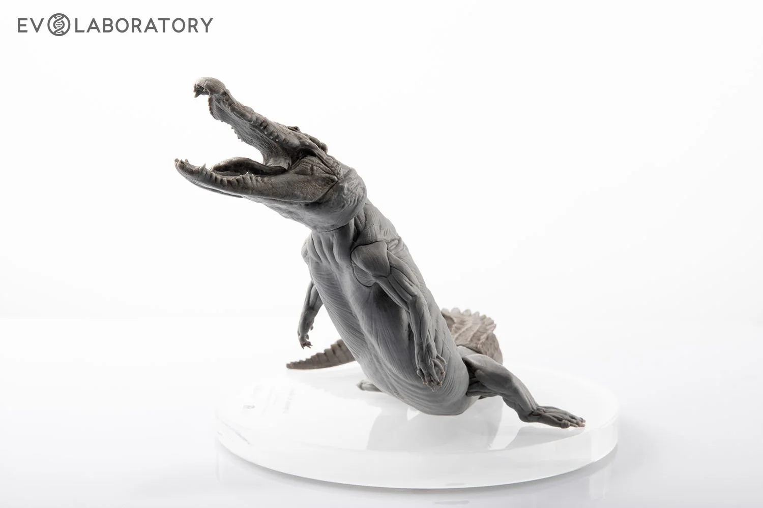 Crocodile 1:8 Anatomy PVC — EVOLABORATORY