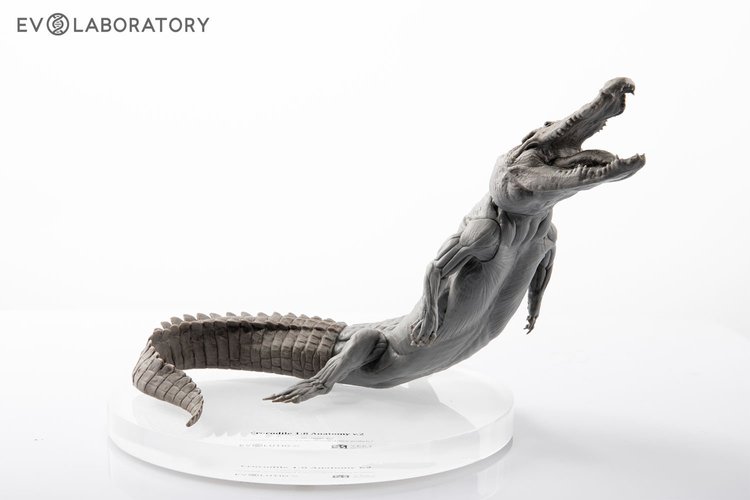 Crocodile 1:8 Anatomy PVC