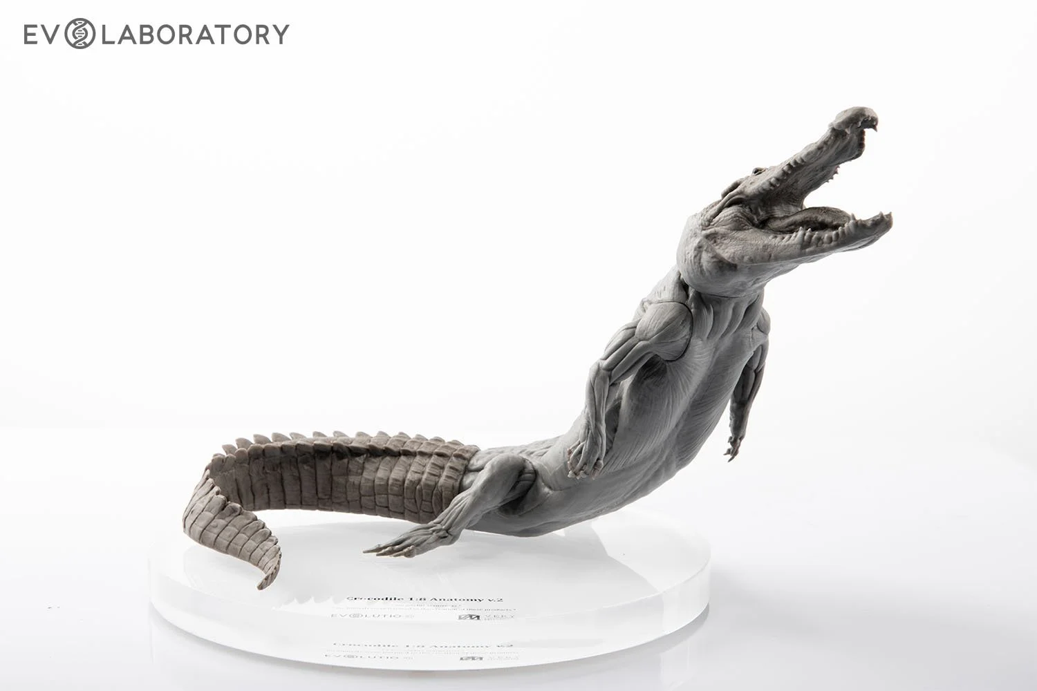 Crocodile 1:8 Anatomy PVC — EVOLABORATORY