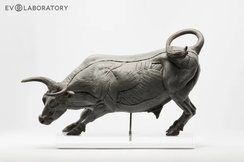 Bull 1:12 Anatomy PVC