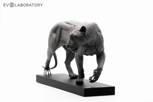 Siberian tiger 1:10 Anatomy BP