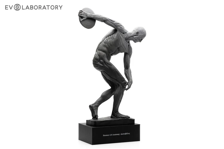 Discus Thrower 1:8 Anatomy Antique