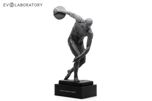 Discus Thrower 1/8 Anatomy Antique BP