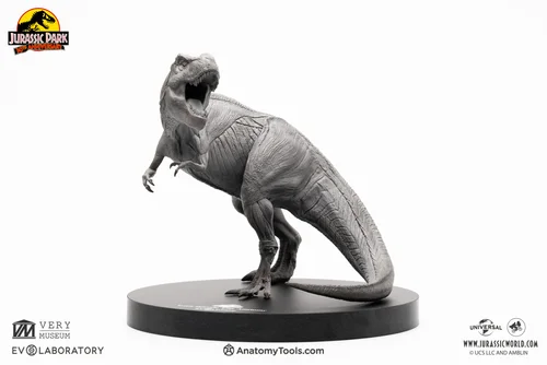 Trex female 1:32 Anatomy BP