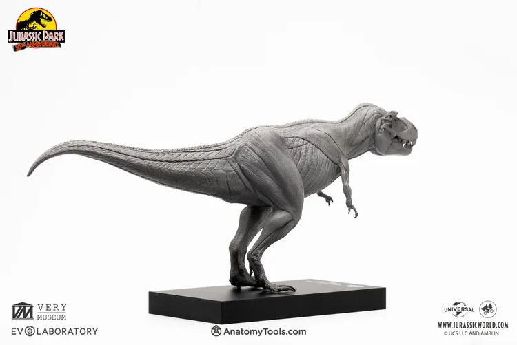T-Rex Male 1:32 Anatomy
