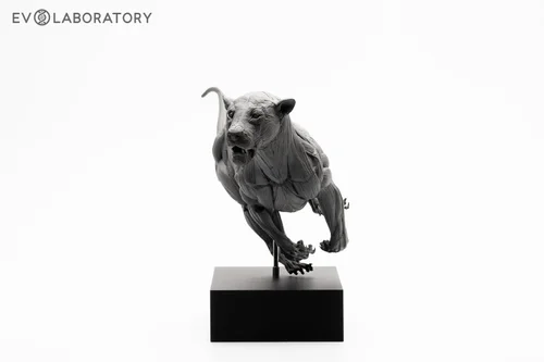 African Lion 1:10 Anatomy BP