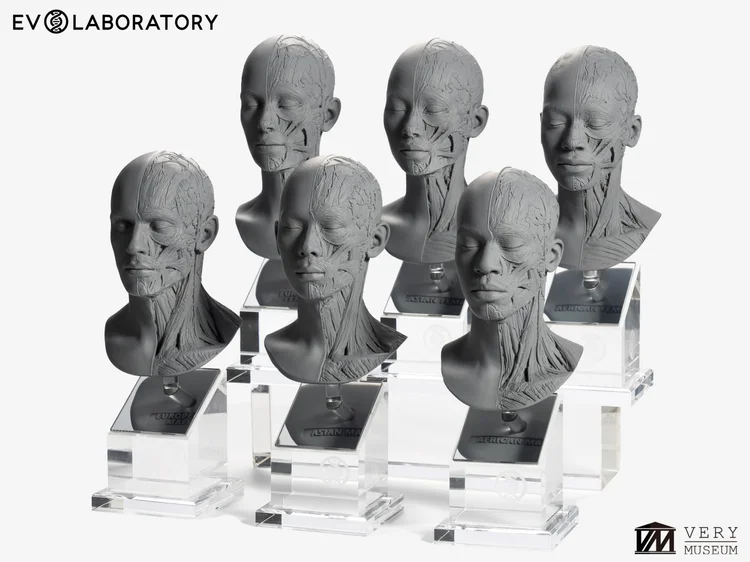 Human Anatomy Bust Set