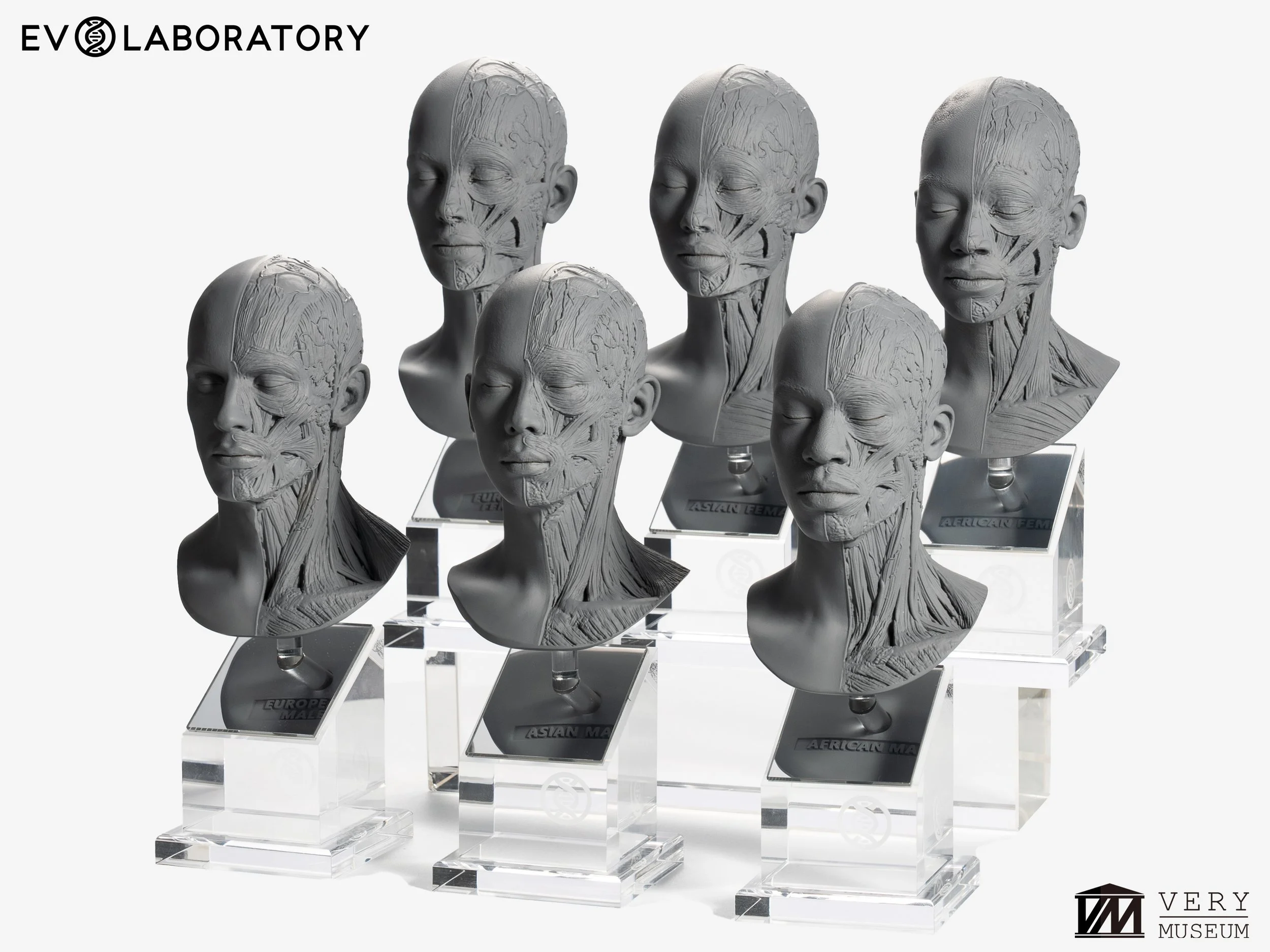 Artist Reference Busts 3体セットAnatomyTools Human Anatomy Bust Set - Reference Sculpture Collection — Evolutio