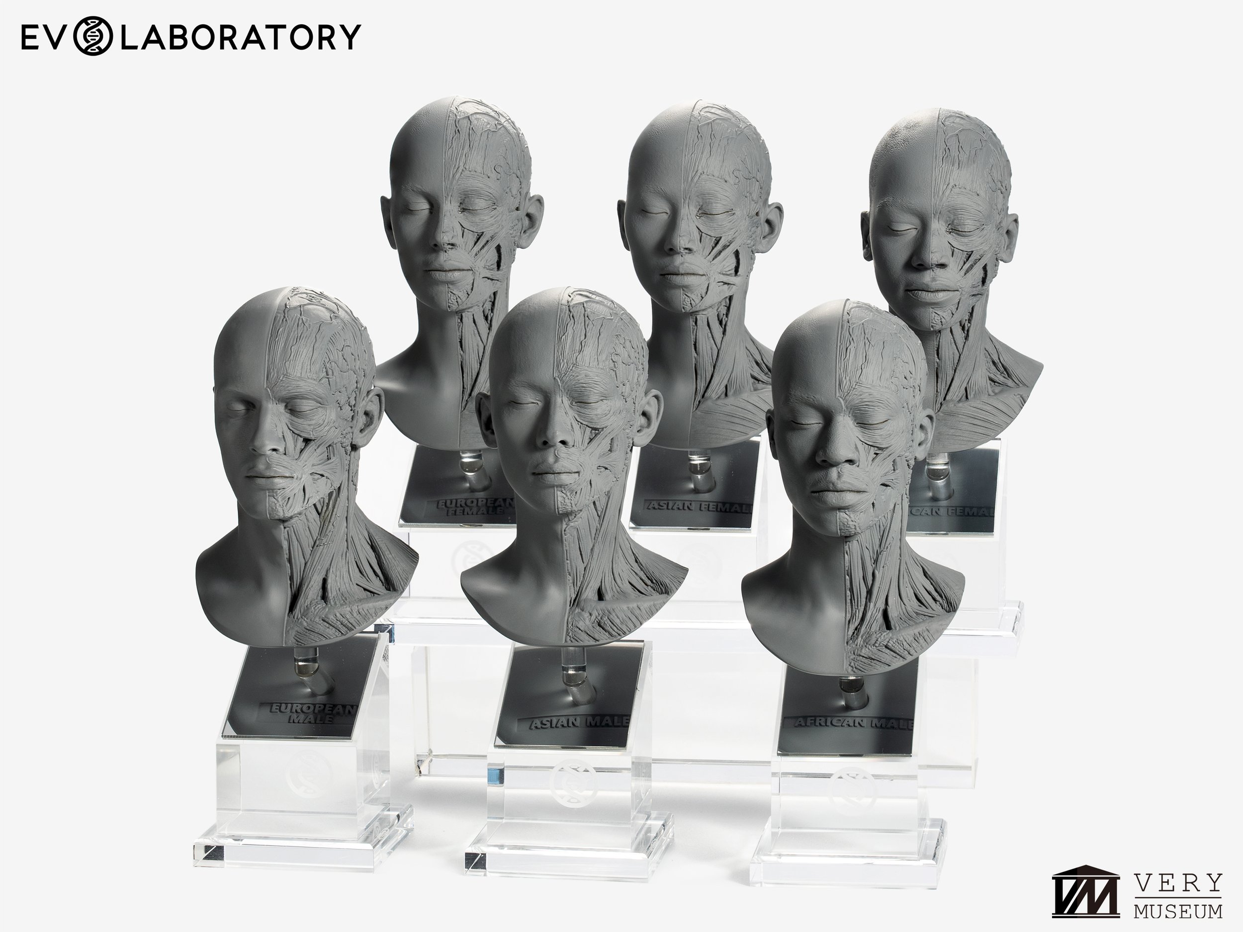 Artist Reference Busts 3体セットAnatomyTools Human Anatomy Bust Set - Reference Sculpture Collection — Evolutio