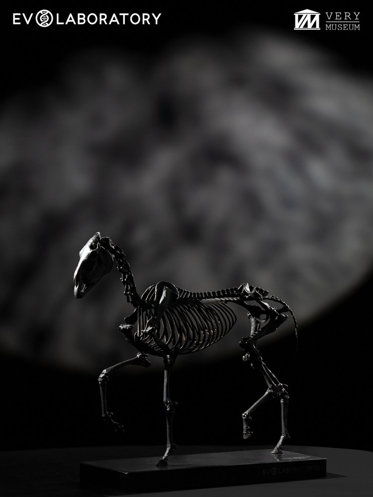 Horse Skeleton 1:10 Bronze
