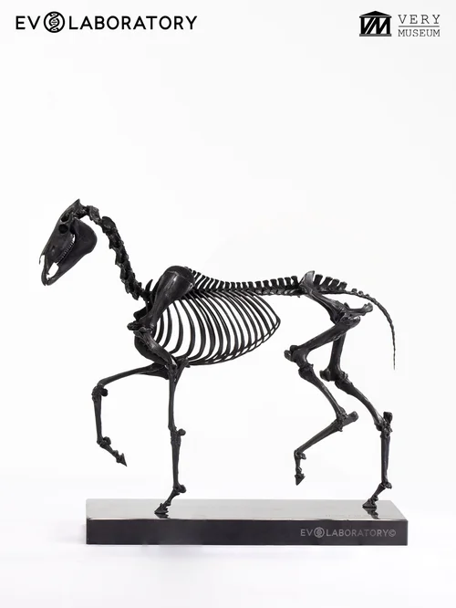 HORSE SKELETON 1/10 BRONZE
