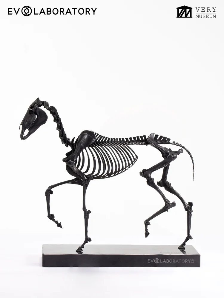 Horse Skeleton 1/10 Solid Bronze sculpture
