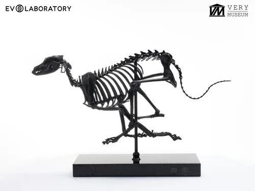 GREYHOUND SKELETON 1/6 BRONZE