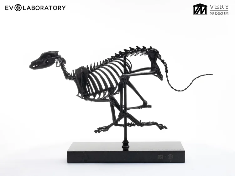 Greyhound Skeleton 1/6 Solid Bronze sculpture